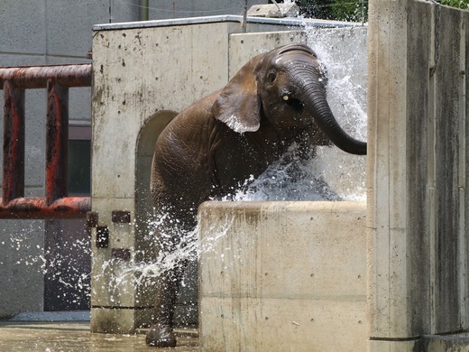 日本で唯一アフリカゾウの仔象が見られる愛媛とべ動物園