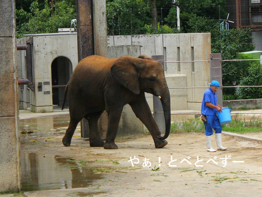 アフリカゾウ・レジェンド飼育員に人工哺育で育てられた媛ちゃん