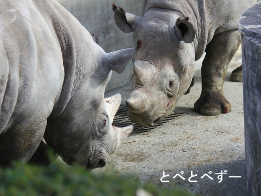 とべ動物園：クロサイの角合わせ