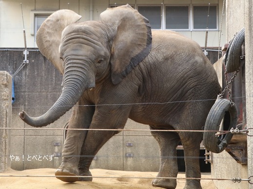 とべ動物園アフリカゾウのブログ:やぁ!とべとべずー