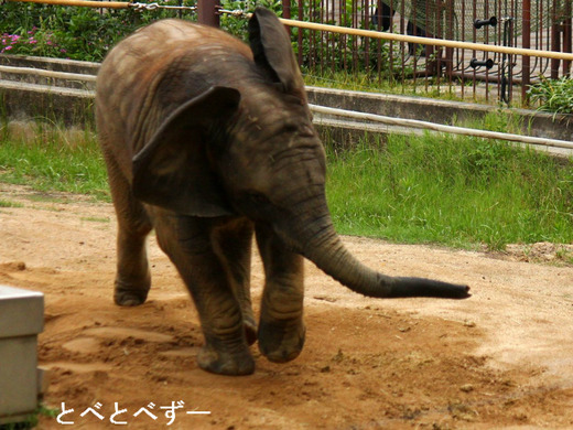 最近10年日本で生まれたアフリカゾウ：媛、砥夢、砥愛