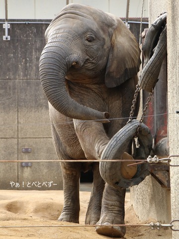 アフリカゾウ、アジアゾウ大好きブログ:やぁ!とべとべずー