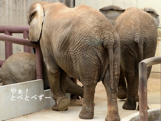 とべ動物園ブログ:やぁ!とべとべずー