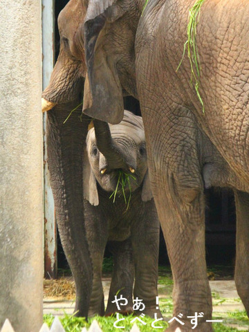 アフくんの奥さんのリカさんと末娘の砥愛ちゃん