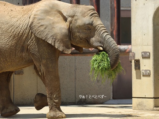 日本で唯一血縁関係のあるアフリカゾウの親子が暮らす愛媛とべ動物園