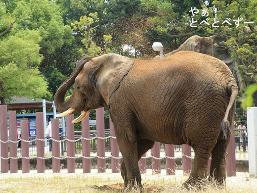 とべ動物園アフリカゾウ：アフ、リカ、媛、砥夢、砥愛