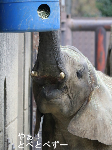 とべ動物園ブログ：砥愛、ピース、フー、ティア