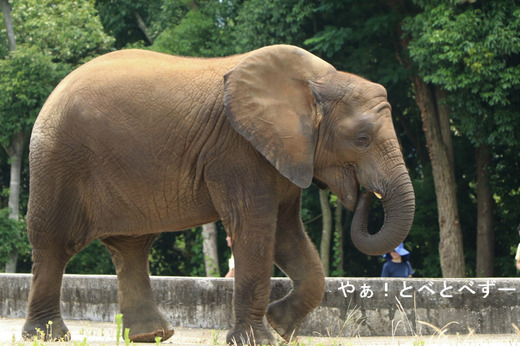 とべ動物園ブログ:やぁ!とべとべずー