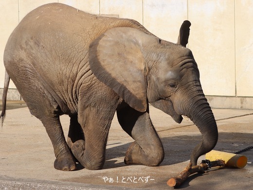 とべ動物園アフリカゾウのブログ：やぁ！とべとべずー