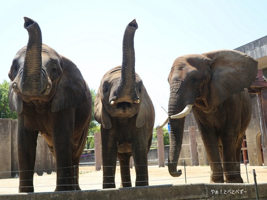 とべ動物園アフリカゾウのブログ：やぁ！とべとべずー