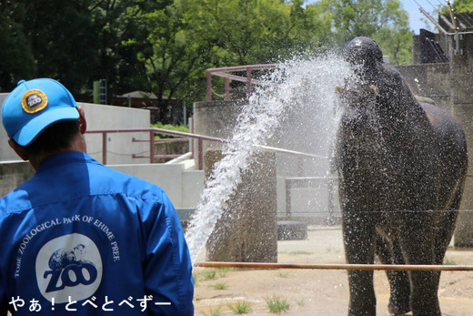 とべ動物園アフリカゾウの