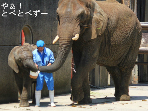 とべ動物園アフリカゾウの家族:リカ(母)、砥愛(次女)