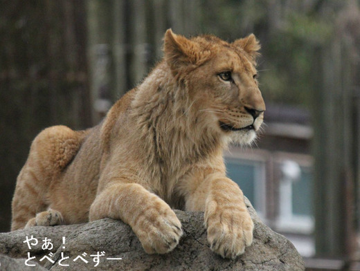 とべ動物園ライオン：柑太郎（オス、１歳）