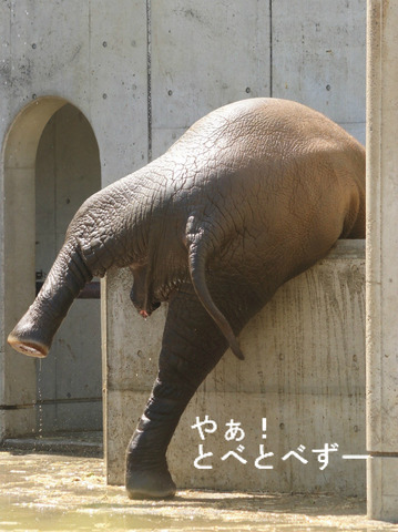 アフリカゾウの写真満載のブログ:やぁ!とべとべずー