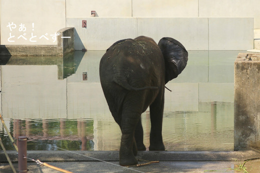 プールが満水の日のとべ動物園アフリカゾウ舎