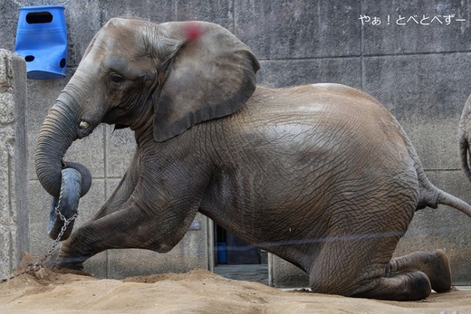 とべ動物園アフリカゾウ：アフ、リカ、媛、砥夢、砥愛