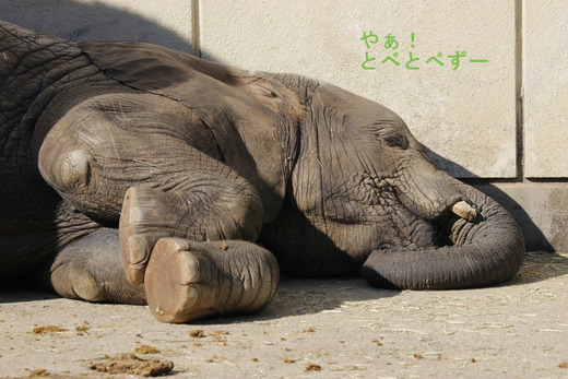 とべ動物園アフリカゾウのブログ：やぁ！とべとべずー