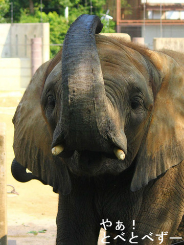 とべ動物園アフリカゾウ:媛ちゃん
