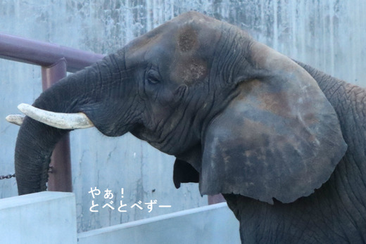 とべ動物園アフリカゾウ：日本一のお母さん象のリカさん
