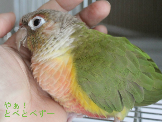 ウロコインコ　ブログ