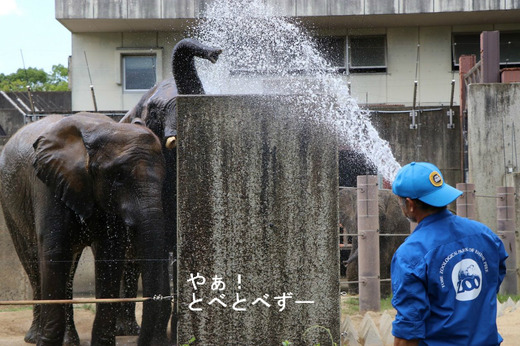 NHK「アフリカゾウの家族をつくる」に登場の椎名さん