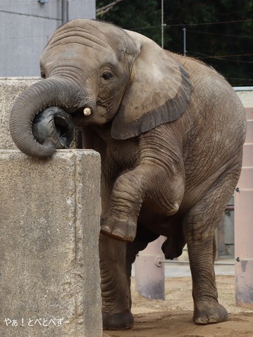 とべ動物園アフリカゾウのブログ:やぁ!とべとべずー