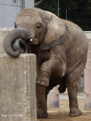 とべ動物園アフリカゾウのブログ：やぁ！とべとべずー