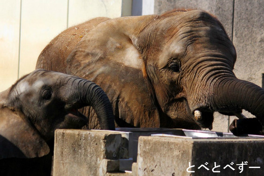 とべ動物園アフリカゾウの仲良し姉妹：媛ちゃん、砥愛ちゃん