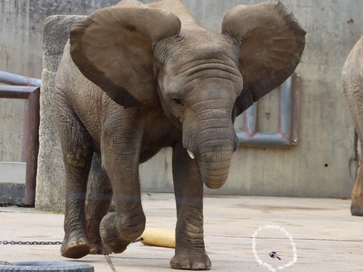 とべ動物園アフリカゾウ:砥愛ちゃん(メス、9歳)