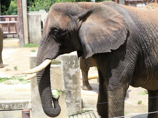 とべ動物園ブログ：リカ、ユカ、ラフ、杏子、リリカ