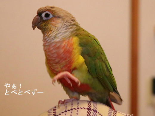 お返事をするウロコインコのもみじさん