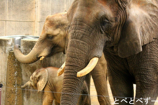 とべ動物園アフリカゾウの親子