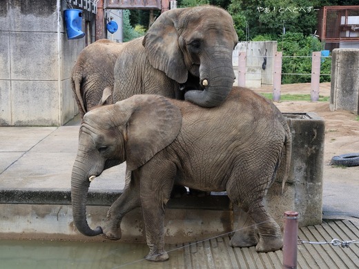 とべ動物園アフリカゾウのブログ：やぁ！とべとべずー