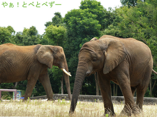 とべ動物園アフリカゾウ:アフ、リカ、媛、砥夢、砥愛