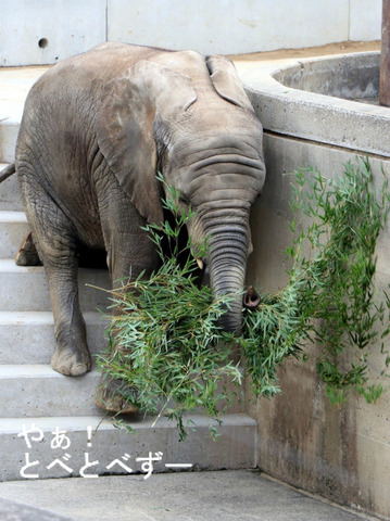とべ動物園ブログ:ゾウ、ホッキョクグマ、ライオン、サーバル