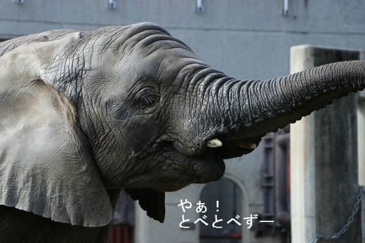 とべ動物園アフリカゾウの
