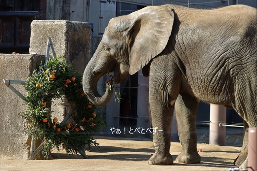 とべ動物園ブログ:砥愛、まんぷく、リュウト、ララ、イオ