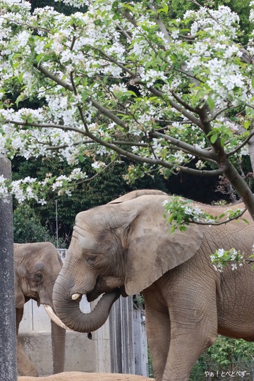 アフリカゾウと姫リンゴの花＠愛媛県立とべ動物園