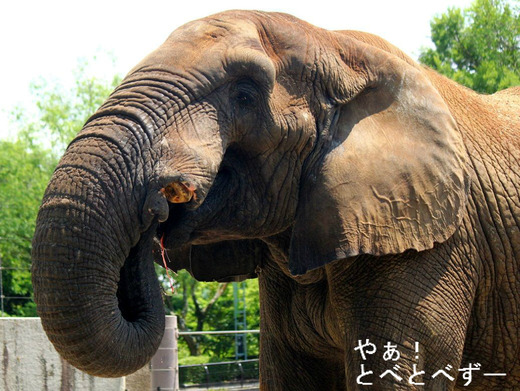 日本で唯一アフリカゾウの家族が暮らすとべ動物園