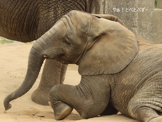 日本で唯一アフリカゾウの子象が見られる愛媛とべ動物園