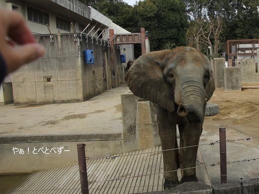 とべ動物園ブログ：やぁ！とべとべずー