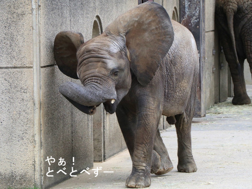 とべ動物園アフリカゾウ：子象の砥愛ちゃん（メス、６歳）