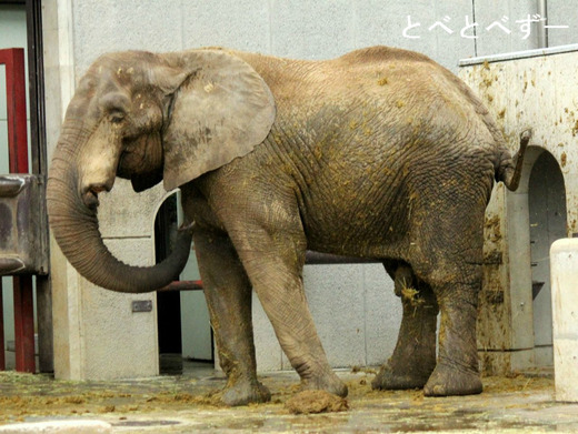 アフ：媛ちゃん、砥夢くん、砥愛ちゃんのお父さんゾウ
