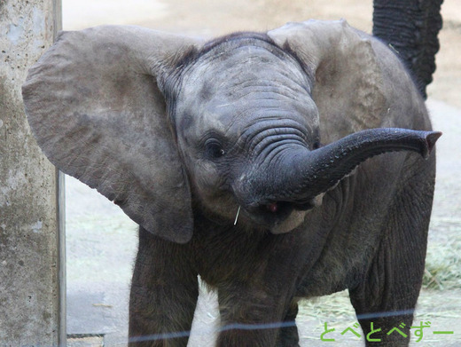 昨年６月に生まれたゾウの赤ちゃん：愛媛県立とべ動物園