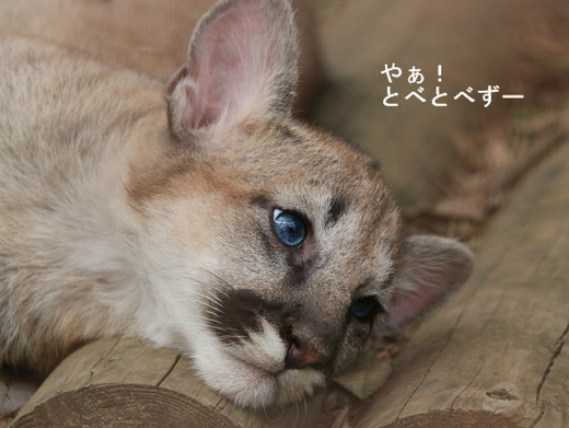 とべ動物園ピューマの赤ちゃんのタフくん：やぁ！とべとべずー