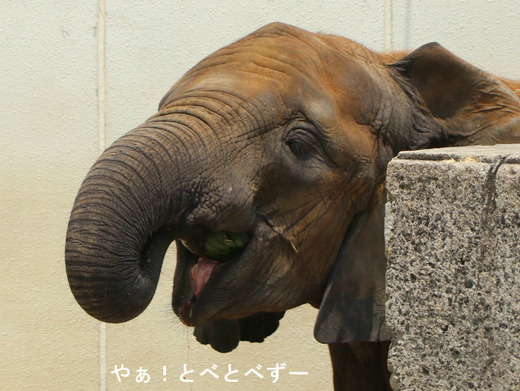 とべ動物園アフリカゾウ:媛ちゃん(メス、12歳)