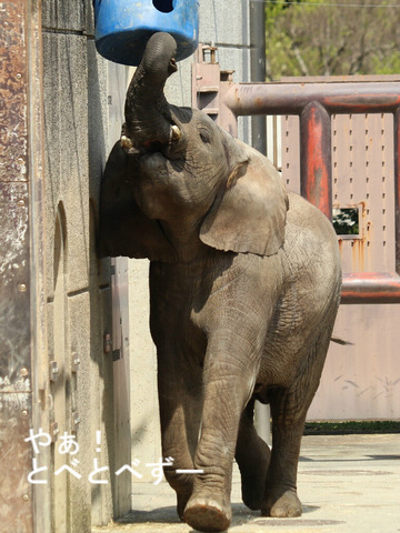 とべ動物園ブログ：やぁ！とべとべずー