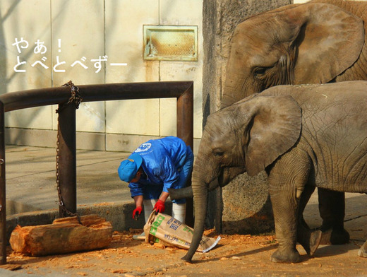 アフリカゾウのレジェンド飼育員・椎名修さん