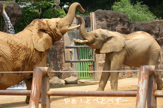多摩動物公園アフリカ象:チーキ(メス)、砥夢(オス)