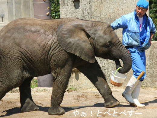 とべ動物園アフリカゾウの子供:砥愛(とあ)ちゃん